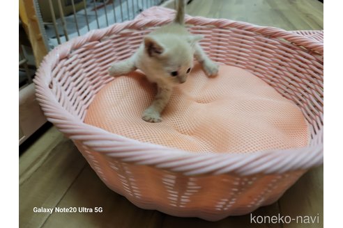 成約済の千葉県のスコティッシュフォールド-62516の4枚目