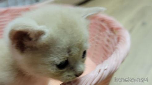成約済の千葉県のスコティッシュフォールド-62516の3枚目