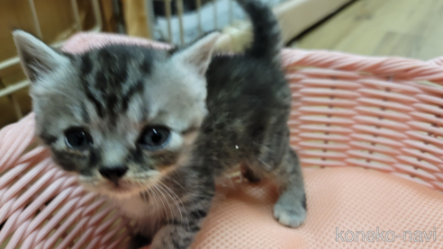 成約済の千葉県のスコティッシュフォールド-62515の3枚目
