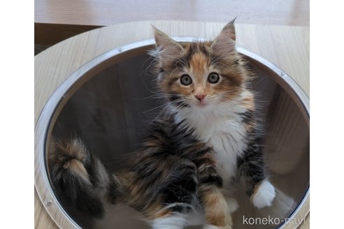 成約済の愛媛県のメインクーン-61514