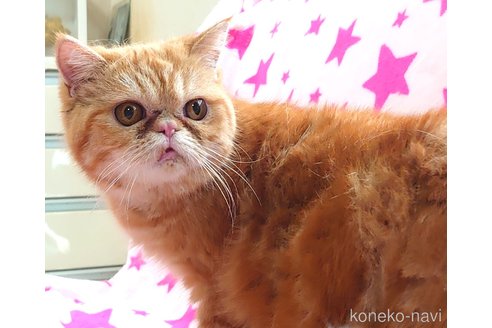 成約済の愛知県のエキゾチックショートヘア-57379の1枚目