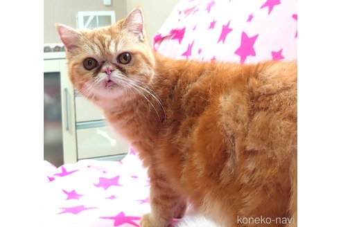 成約済の愛知県のエキゾチックショートヘア-57379の5枚目