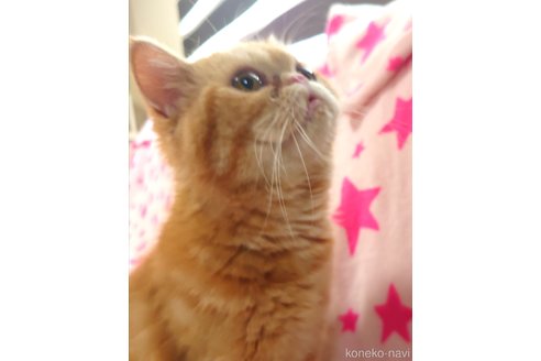 成約済の愛知県のエキゾチックショートヘア-57379の4枚目