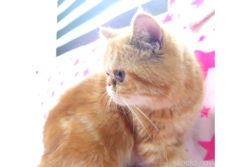 成約済の愛知県のエキゾチックショートヘア-57379の3枚目