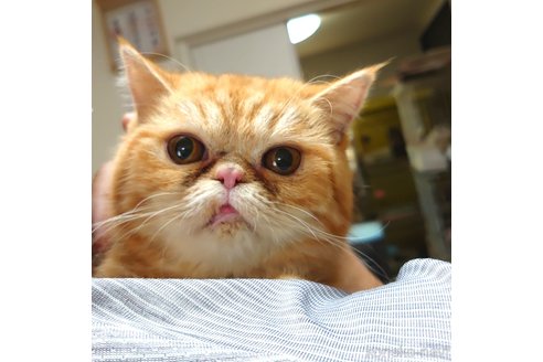 成約済の愛知県のエキゾチックショートヘア-57379の2枚目