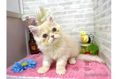 成約済の埼玉県のミヌエット-61831の3枚目