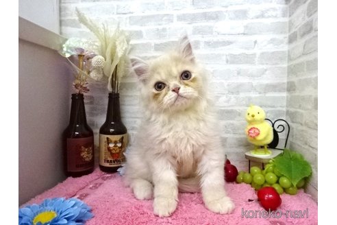 成約済の埼玉県のミヌエット-61831の2枚目