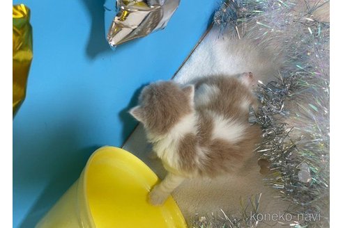 成約済の大阪府のスコティッシュフォールド-64666の3枚目