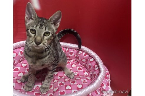 成約済の愛知県のサバンナキャット-64703の2枚目