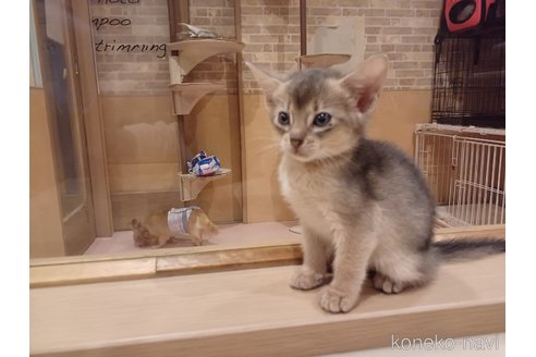 成約済の東京都のアビシニアン-64714の2枚目