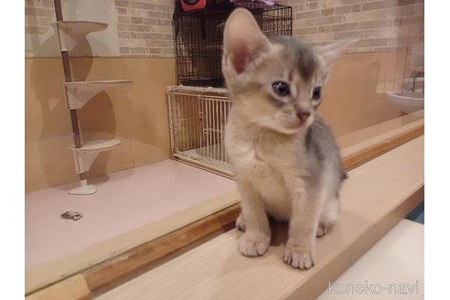 成約済の東京都のアビシニアン-64714の3枚目