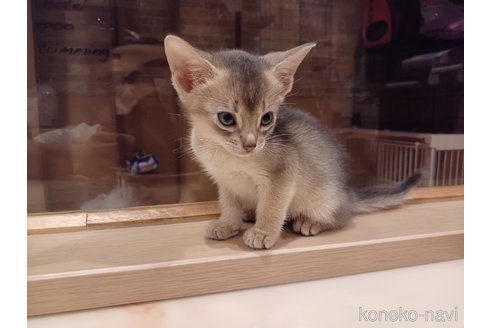 成約済の東京都のアビシニアン-64714の4枚目