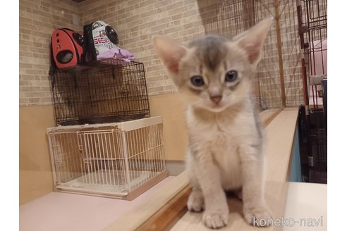 成約済の東京都のアビシニアン-64714の6枚目