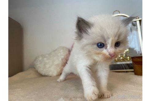 成約済の東京都のラグドール-64725の6枚目