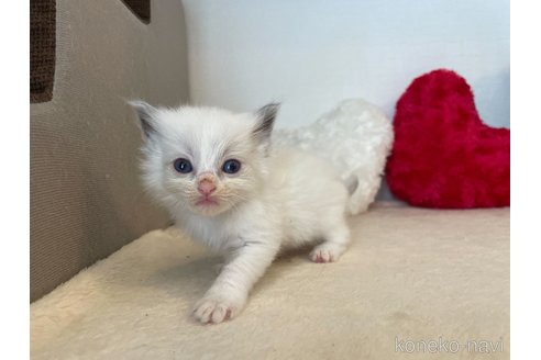 成約済の東京都のラグドール-64728の2枚目