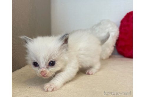 成約済の東京都のラグドール-64728の3枚目