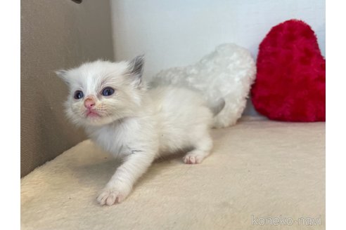 成約済の東京都のラグドール-64728の4枚目