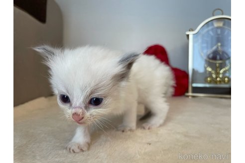 成約済の東京都のラグドール-64728の5枚目