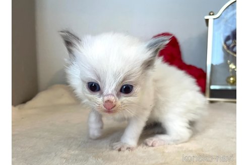 成約済の東京都のラグドール-64728の1枚目