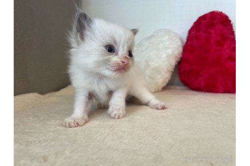 成約済の東京都のラグドール-64729の2枚目