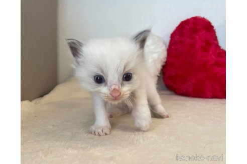 成約済の東京都のラグドール-64729の3枚目