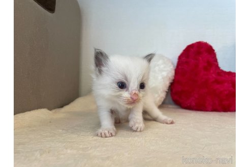 成約済の東京都のラグドール-64729の5枚目