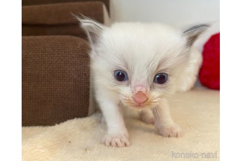 成約済の東京都のラグドール-64729の1枚目