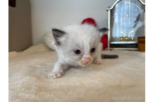 成約済の東京都のラグドール-64730の7枚目