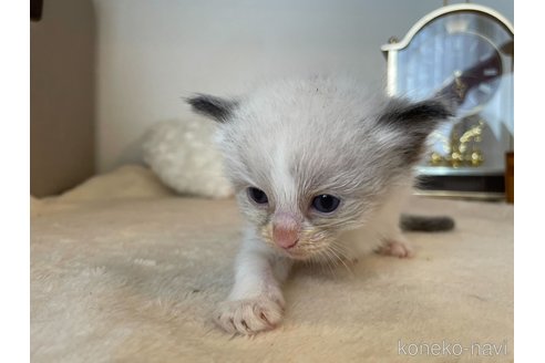 成約済の東京都のラグドール-64730の2枚目