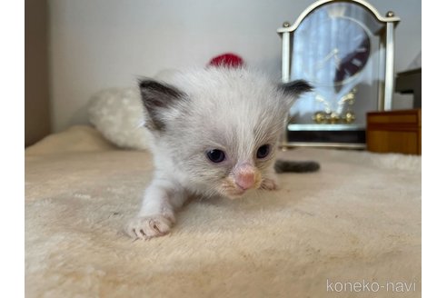 成約済の東京都のラグドール-64730の3枚目