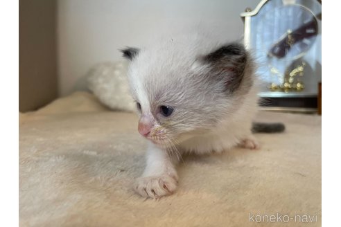 成約済の東京都のラグドール-64730の4枚目