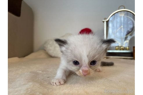 成約済の東京都のラグドール-64730の5枚目