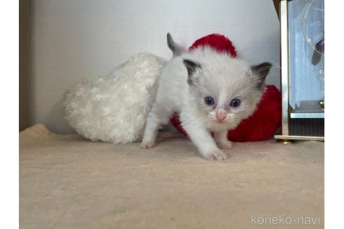 成約済の東京都のラグドール-64731の3枚目