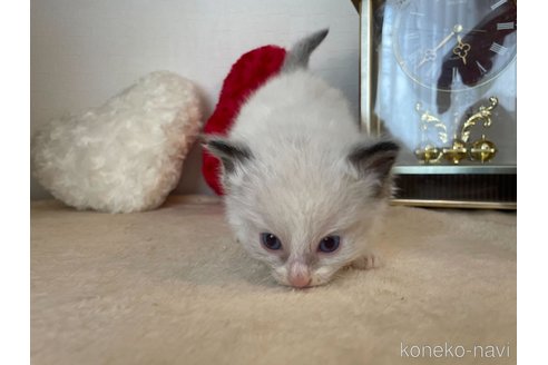 成約済の東京都のラグドール-64731の4枚目