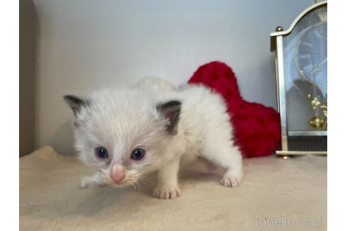 成約済の東京都のラグドール-64731の5枚目