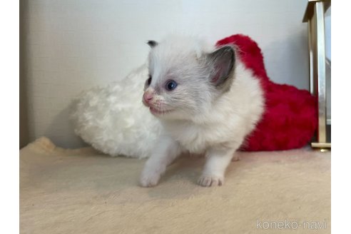 成約済の東京都のラグドール-64731の6枚目