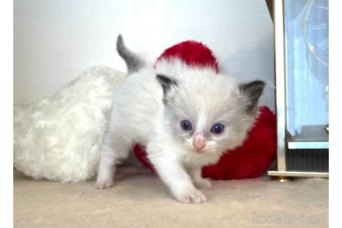 成約済の東京都のラグドール-64731の1枚目