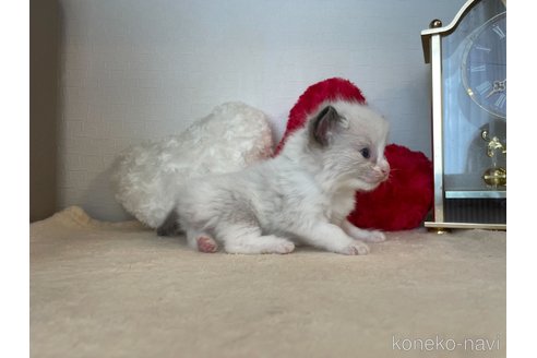 成約済の東京都のラグドール-64731の2枚目