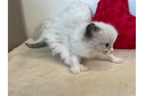 成約済の東京都のラグドール-64732の6枚目