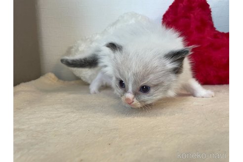 成約済の東京都のラグドール-64732の3枚目