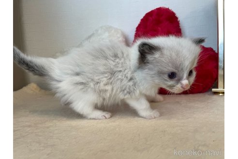 成約済の東京都のラグドール-64732の4枚目