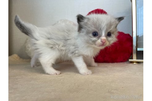 成約済の東京都のラグドール-64732の1枚目