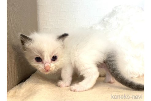 成約済の東京都のラグドール-64733