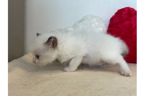 成約済の東京都のラグドール-64733の2枚目