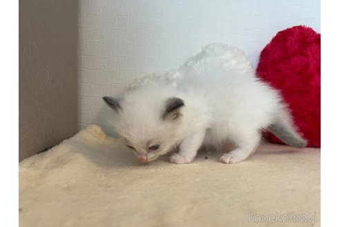 成約済の東京都のラグドール-64733の3枚目