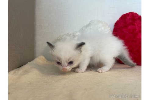 成約済の東京都のラグドール-64733の4枚目