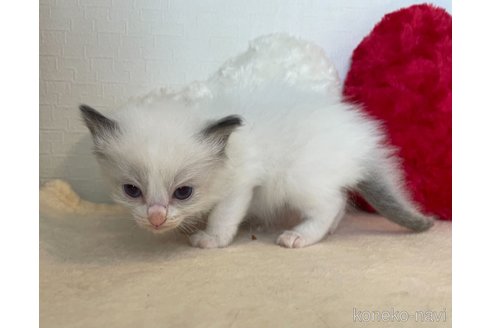 成約済の東京都のラグドール-64733の5枚目