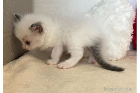 成約済の東京都のラグドール-64733の6枚目