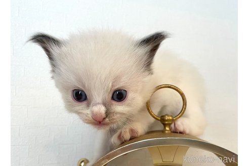 成約済の東京都のラグドール-64734の1枚目