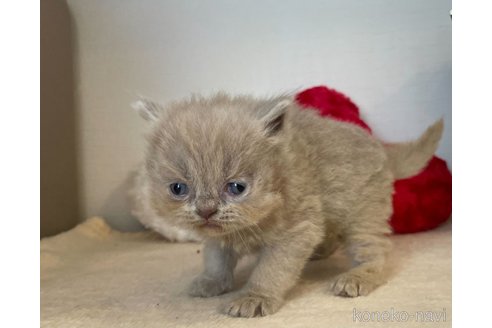 成約済の東京都のブリティッシュロングヘア-64735の2枚目